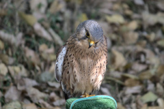 20220721 VACACIONES CANTABRIA CABARCENO 0113