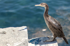 20220723 VACACIONES CANTABRIA CASTRO-URDIALES 0025