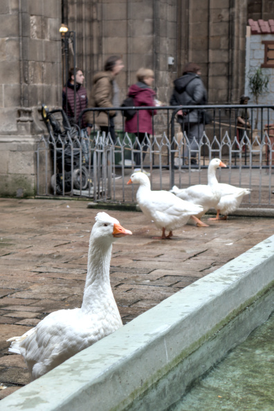20221208 MERCAT DE SANTA LLUCIA 0006