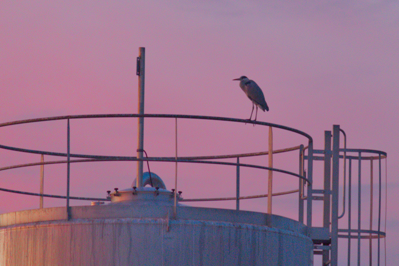 20250119 CAMINATA FALGAR 0006