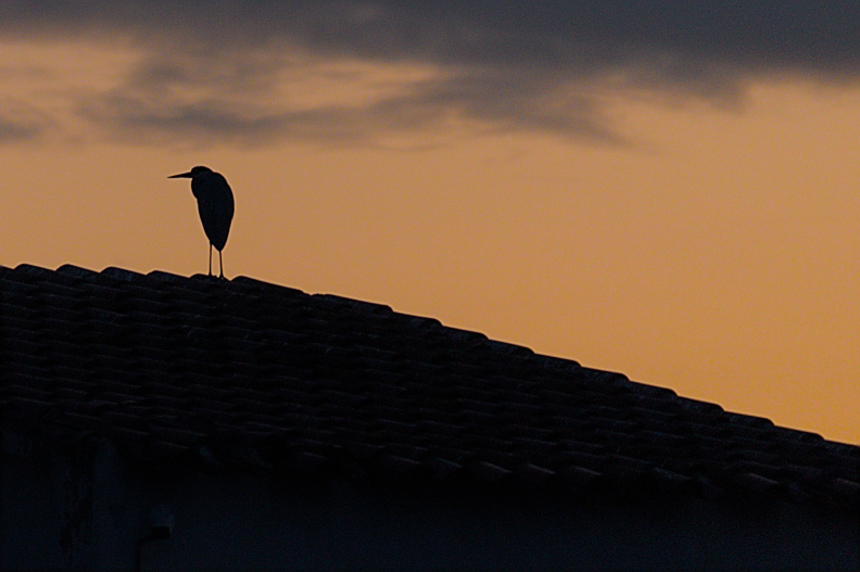 20250119 CAMINATA FALGAR 0018