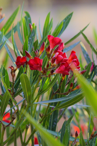 20250705 TEST CANON R7 0001