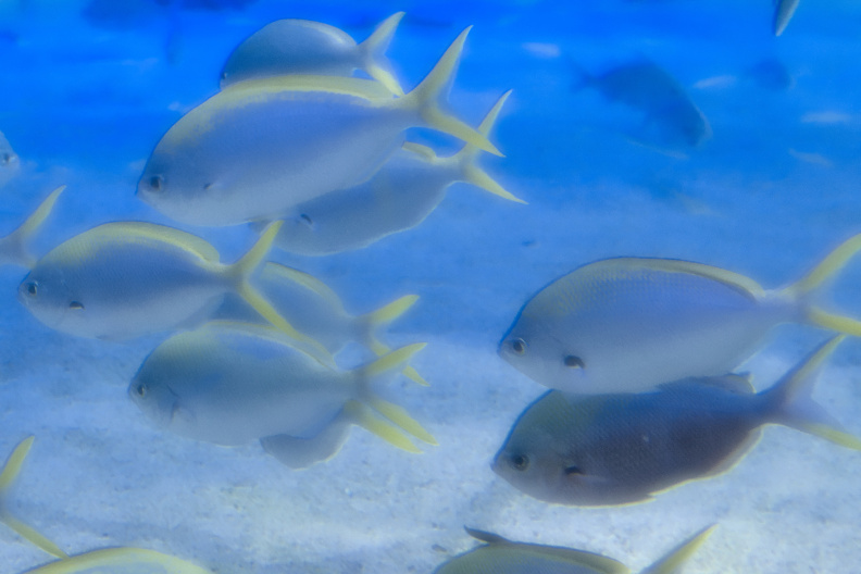 20250716 VACACIONES 2025 ALMERIA VALENCIA-OCEANOGRAFIC 0007