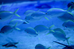 20250716 VACACIONES 2025 ALMERIA VALENCIA-OCEANOGRAFIC 0023