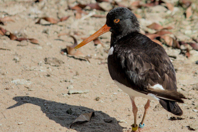 20250716 VACACIONES 2025 ALMERIA VALENCIA-OCEANOGRAFIC 0040