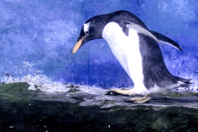 20250716 VACACIONES 2025 ALMERIA VALENCIA-OCEANOGRAFIC 0067