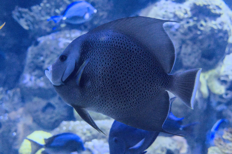 20250716 VACACIONES 2025 ALMERIA VALENCIA-OCEANOGRAFIC 0081