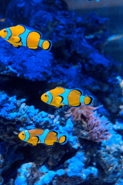 20250716 VACACIONES 2025 ALMERIA VALENCIA-OCEANOGRAFIC 0097