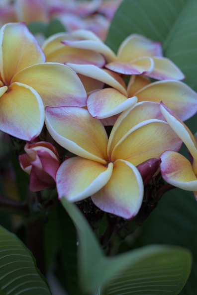 20250716 VACACIONES 2025 ALMERIA VALENCIA-OCEANOGRAFIC 0172